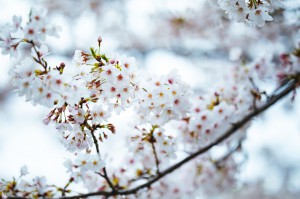 桜の花